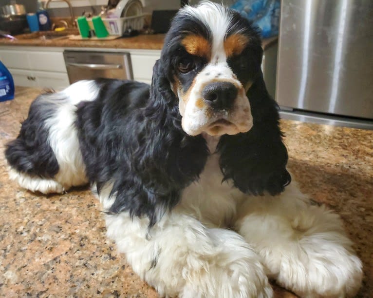 Pigeon, a Cocker Spaniel tested with EmbarkVet.com