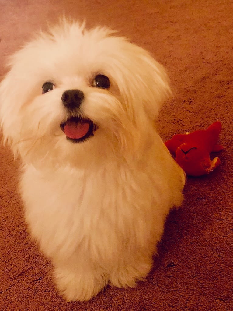 Henry, a Maltese tested with EmbarkVet.com