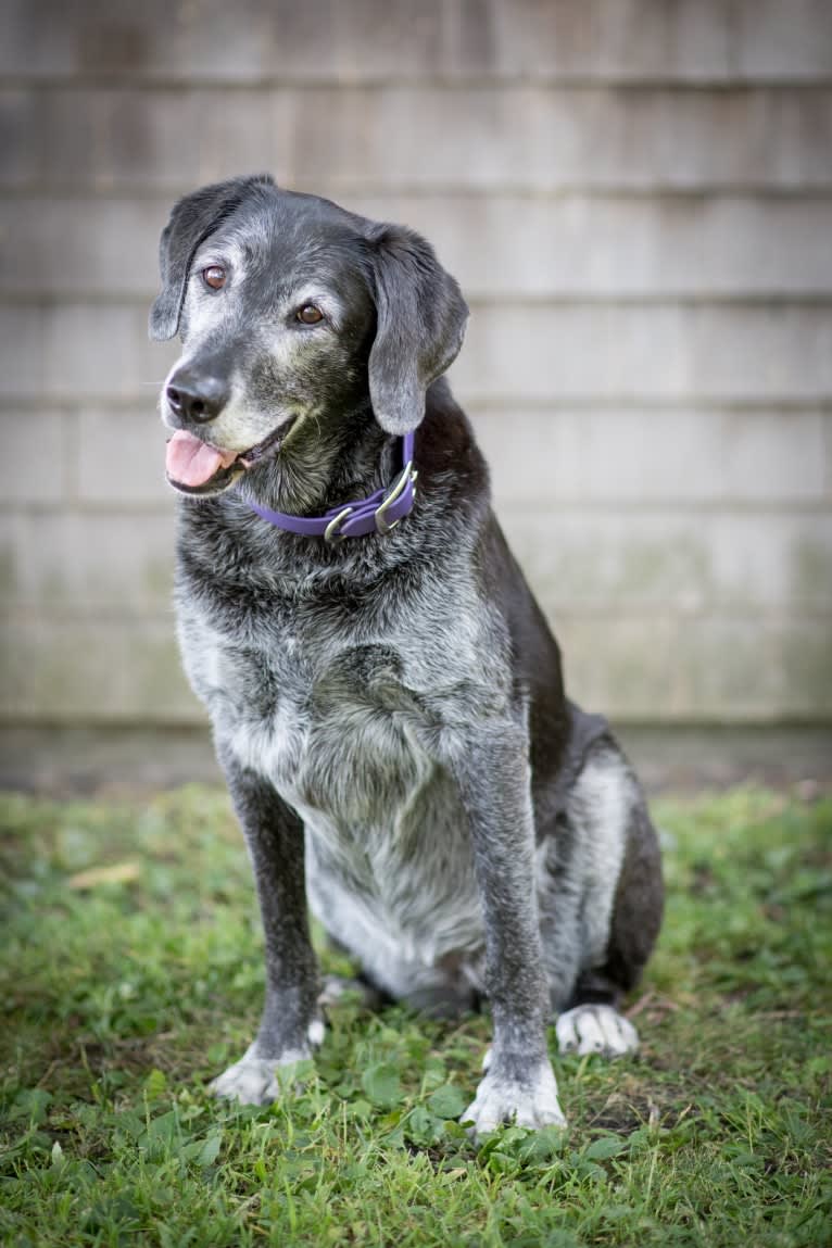 Schimpf's Addicted to the Game ("Addie"), a Labrador Retriever and German Shepherd Dog mix tested with EmbarkVet.com