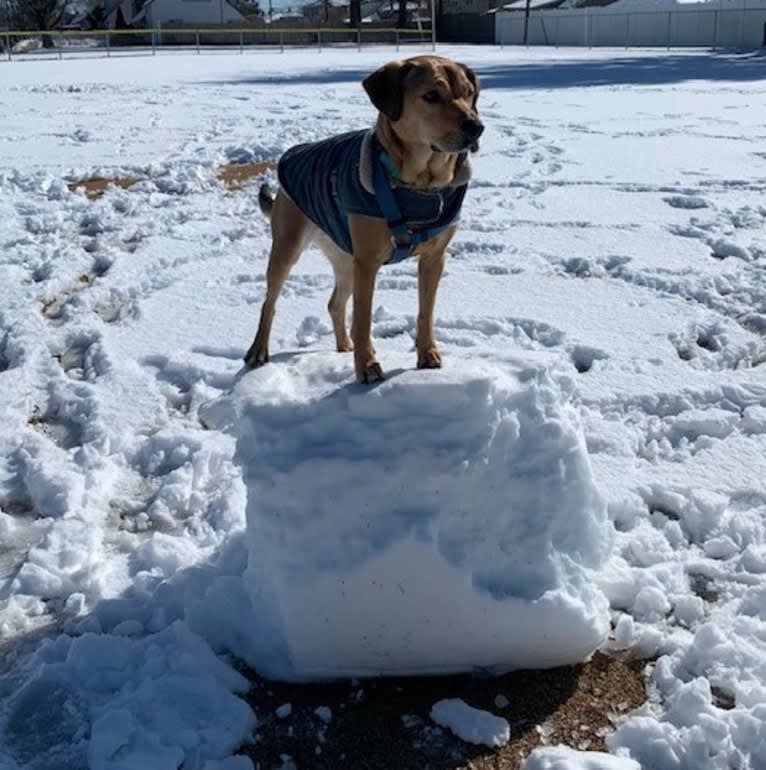 Pretzel, a Beagle and Golden Retriever mix tested with EmbarkVet.com