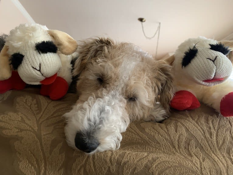 Lucy, a Wire Fox Terrier tested with EmbarkVet.com