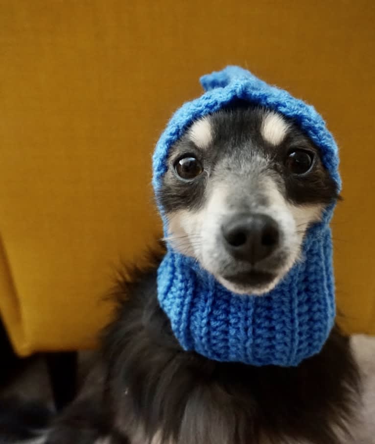 Teddy, a Chihuahua and Pomeranian mix tested with EmbarkVet.com
