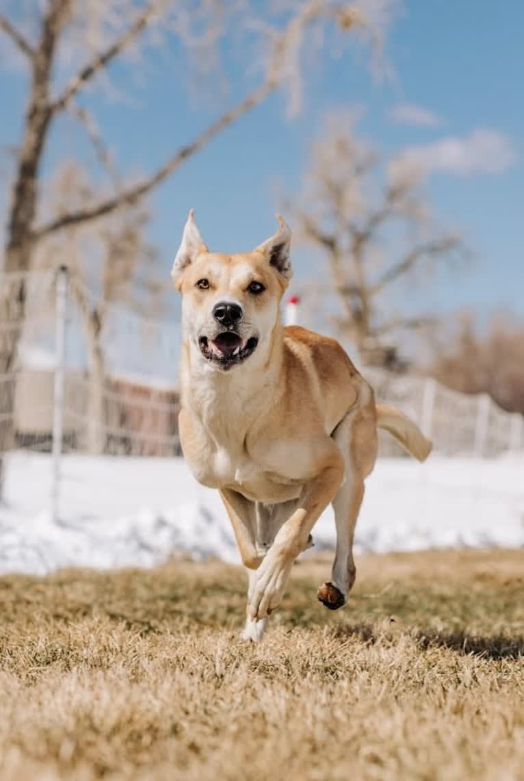 Loomy, a Carolina Dog tested with EmbarkVet.com