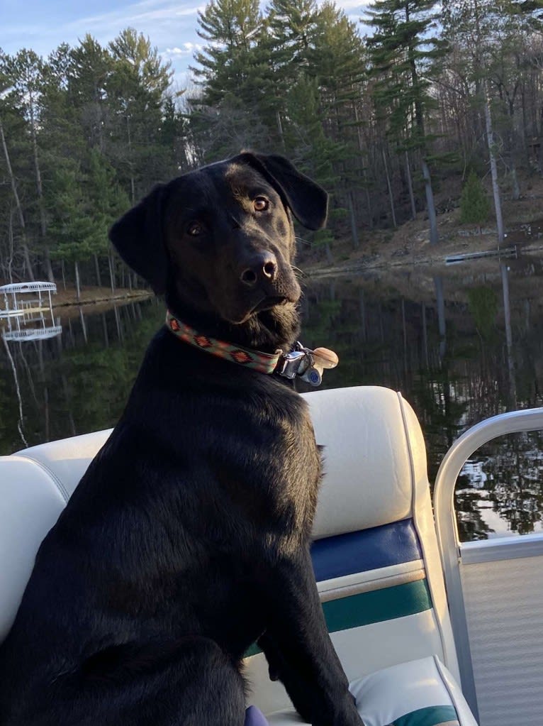 Boone, a Labrador Retriever tested with EmbarkVet.com