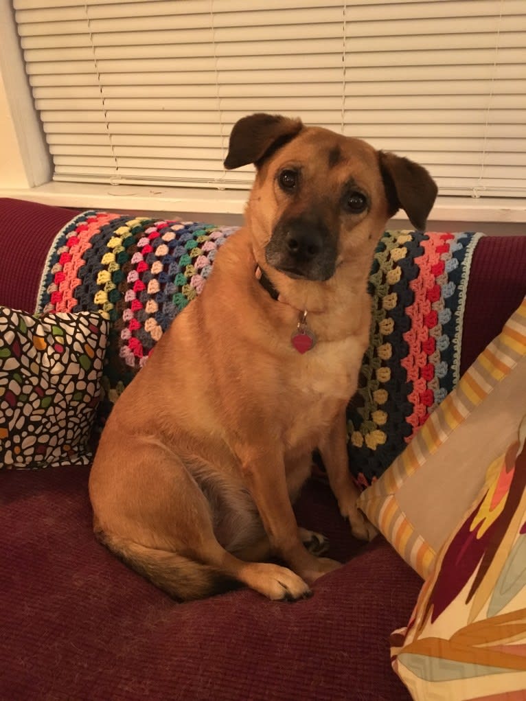 Tater Tot, a Chow Chow and American Pit Bull Terrier mix tested with EmbarkVet.com