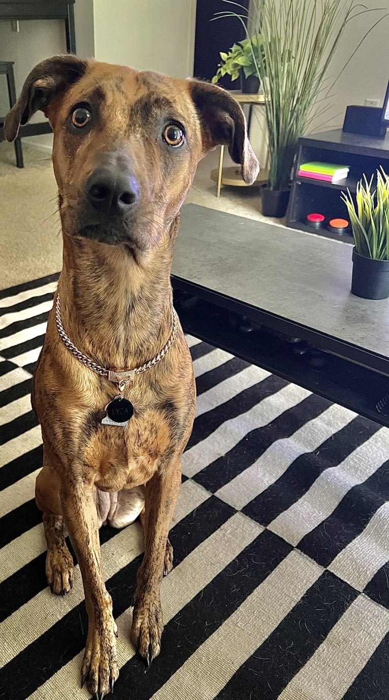 Lyza, a Catahoula Leopard Dog and American Pit Bull Terrier mix tested with EmbarkVet.com