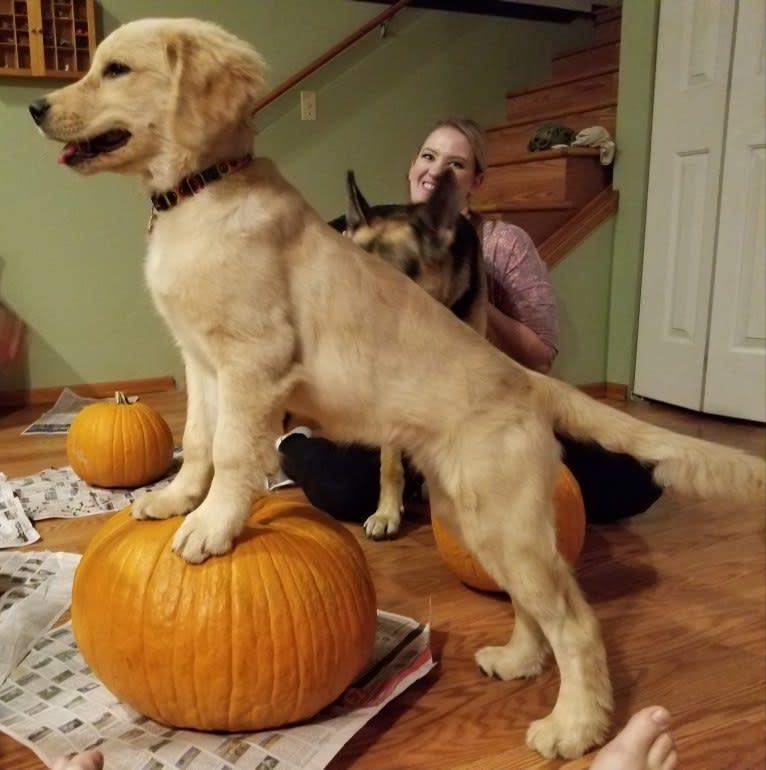 WC's Little Miss Hot Cakes "Bindi", a Golden Retriever tested with EmbarkVet.com