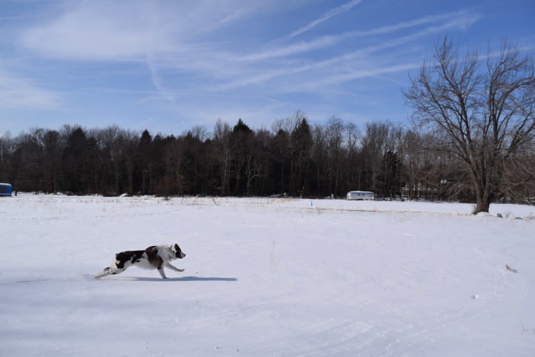 Tate, an Australian Shepherd tested with EmbarkVet.com