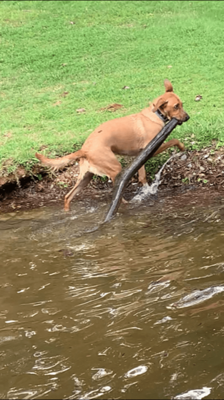 Ace, a German Shepherd Dog and American Pit Bull Terrier mix tested with EmbarkVet.com