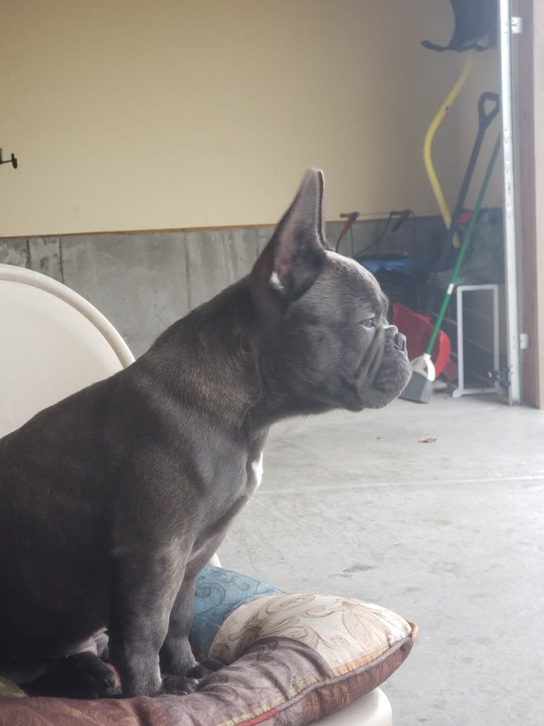 Diesel D, a French Bulldog tested with EmbarkVet.com