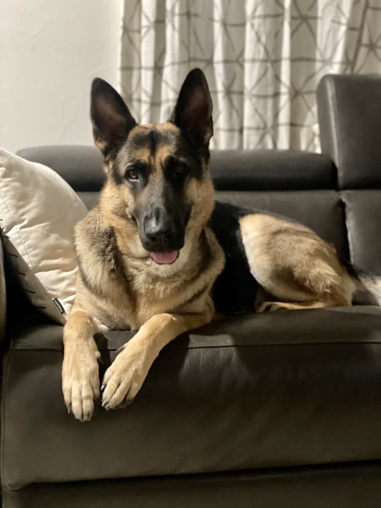 Loki, a German Shepherd Dog tested with EmbarkVet.com