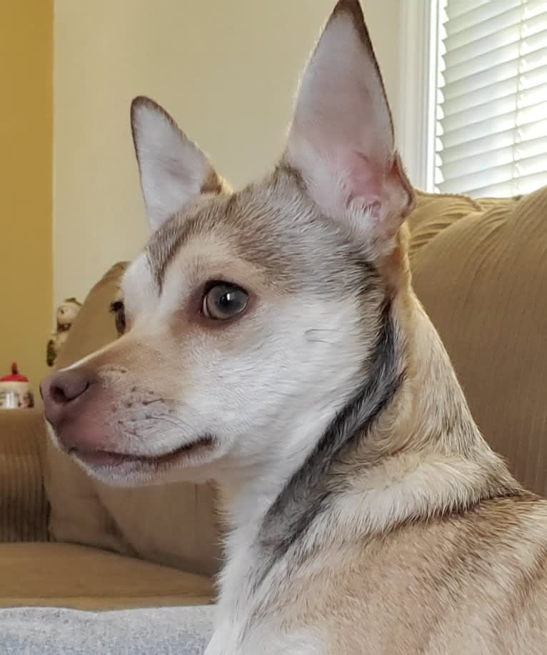 Ozzy, a Chihuahua and Pomeranian mix tested with EmbarkVet.com