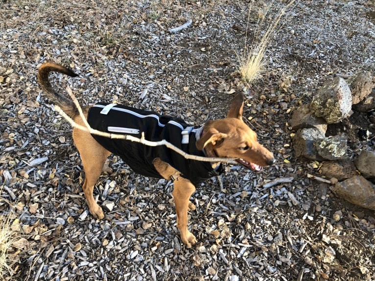 Sasha, an Australian Cattle Dog and German Shepherd Dog mix tested with EmbarkVet.com