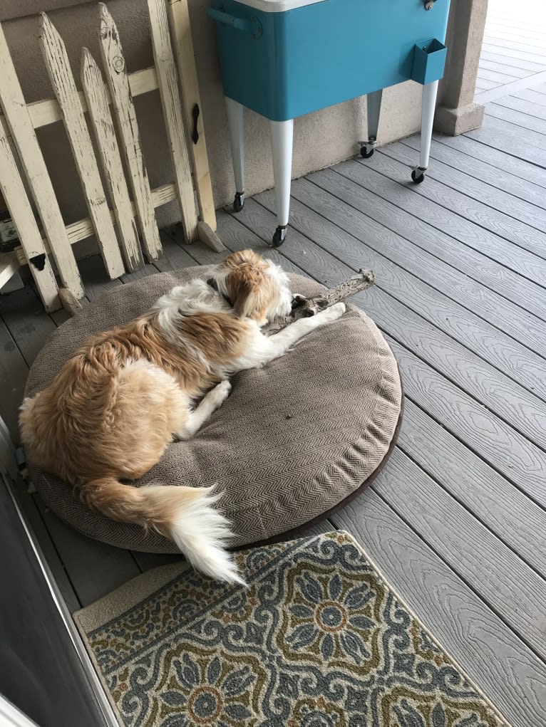 Lacy, a Great Pyrenees and Border Collie mix tested with EmbarkVet.com