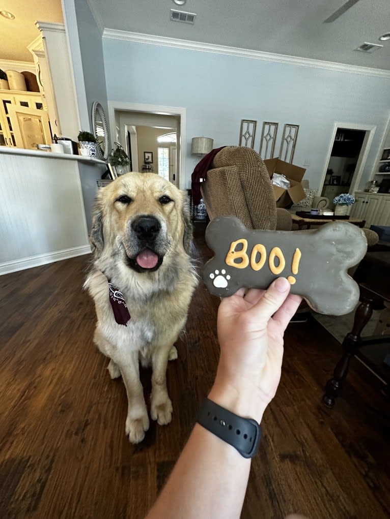 Moose, a Tibetan Mastiff tested with EmbarkVet.com