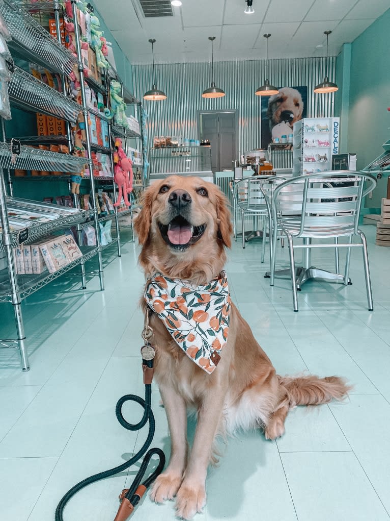 Marley, a Golden Retriever tested with EmbarkVet.com