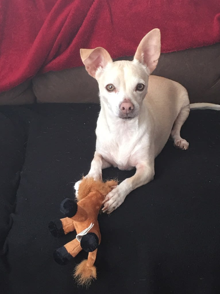 Olaf, a Chihuahua (10.0% unresolved) tested with EmbarkVet.com