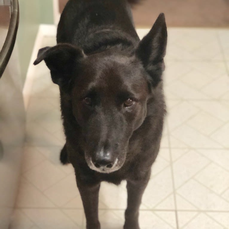 Bobo, a German Shepherd Dog and Chinese Shar-Pei mix tested with EmbarkVet.com