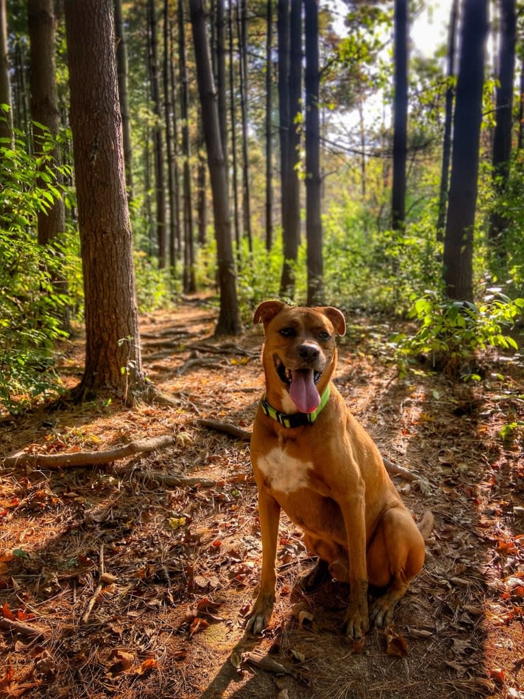 Xavi (Chavi), a Boxer and Siberian Husky mix tested with EmbarkVet.com