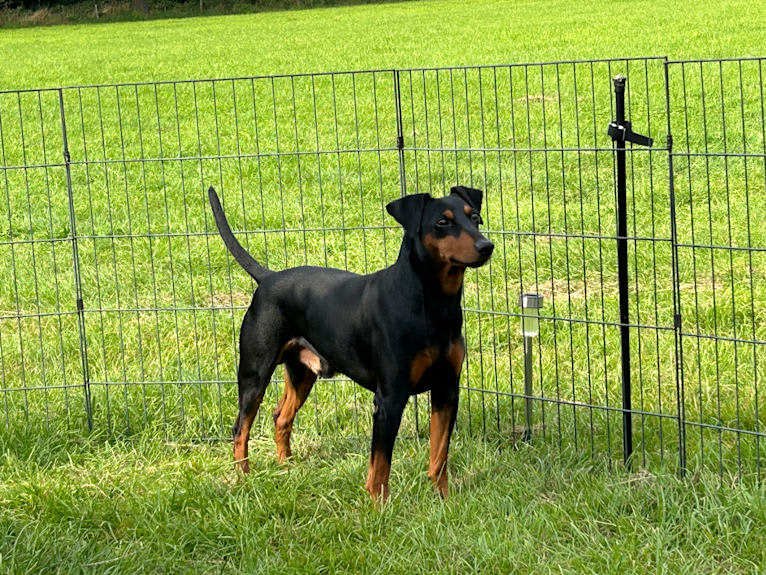 Castor, a German Pinscher tested with EmbarkVet.com
