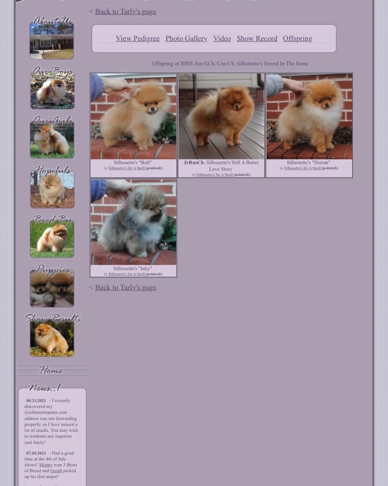 Santino, a Pomeranian tested with EmbarkVet.com