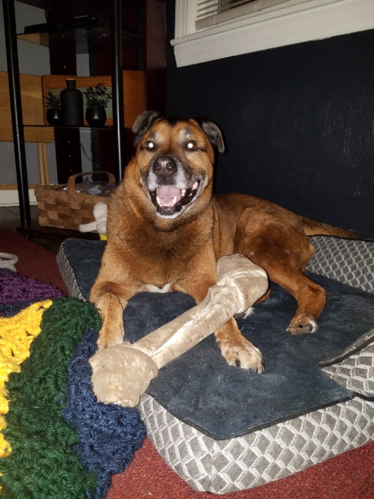 Tucker Hank Parker, a Boxer and Labrador Retriever mix tested with EmbarkVet.com