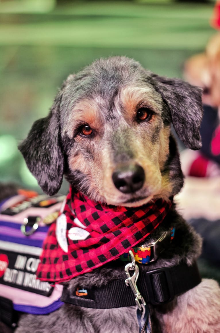 Hayley, an Aussiedoodle tested with EmbarkVet.com