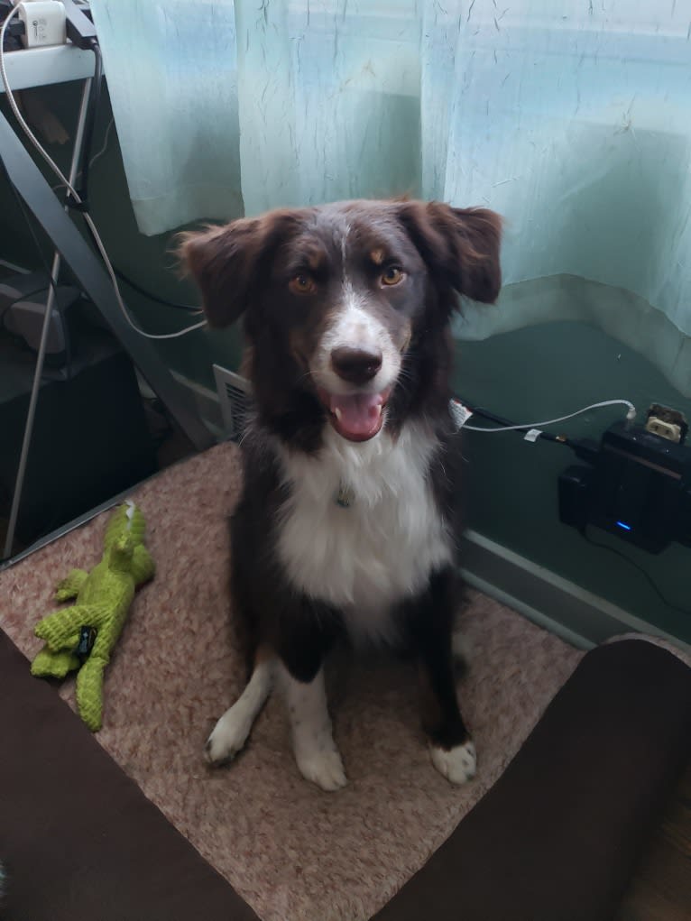 Alinta, an Australian Shepherd tested with EmbarkVet.com