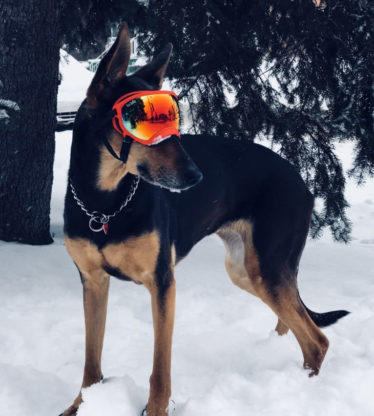 Sky, a Doberman Pinscher and German Shepherd Dog mix tested with EmbarkVet.com