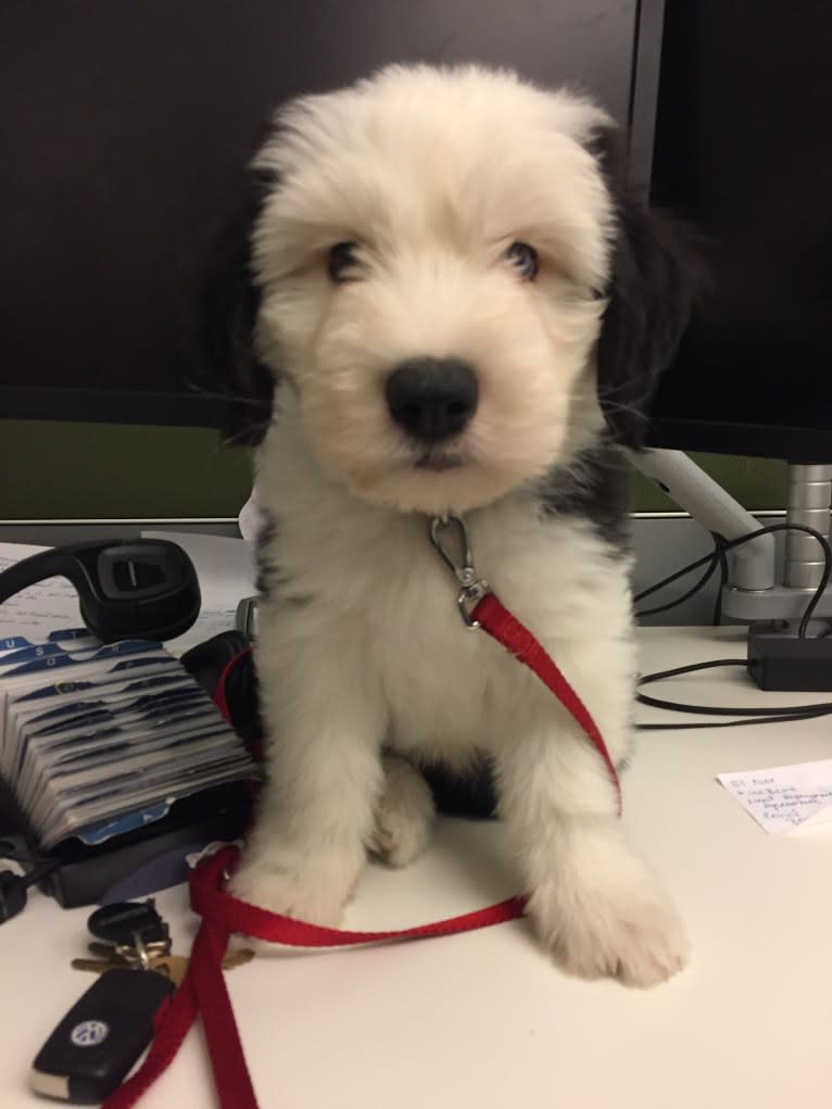 Winston, an Old English Sheepdog tested with EmbarkVet.com