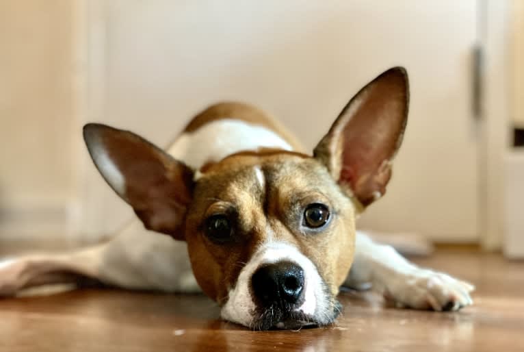 Crumb Bum, a Boston Terrier and Chihuahua mix tested with EmbarkVet.com