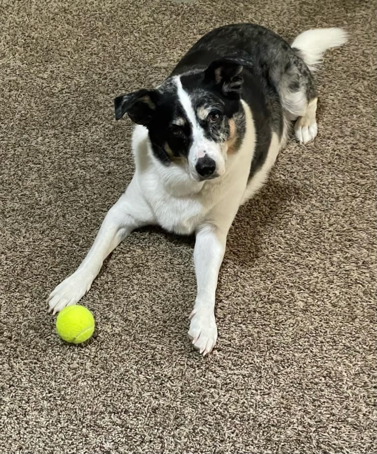 Luther, a Border Collie and Catahoula Leopard Dog mix tested with EmbarkVet.com