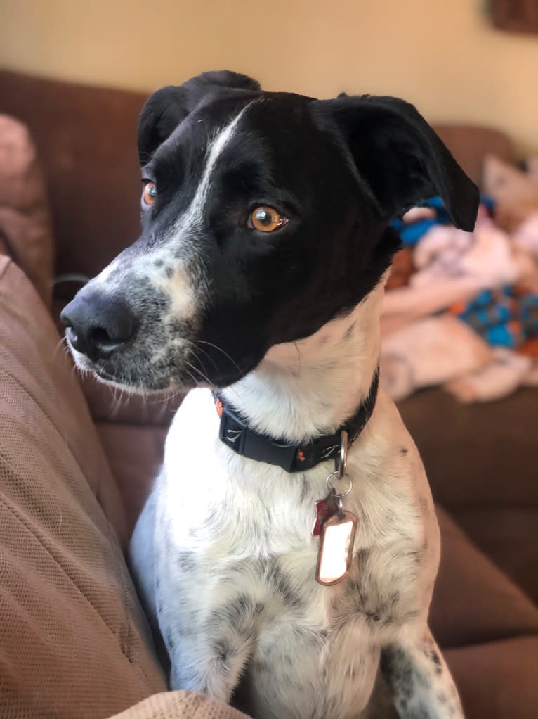 Riley, a German Shorthaired Pointer and Australian Cattle Dog mix tested with EmbarkVet.com