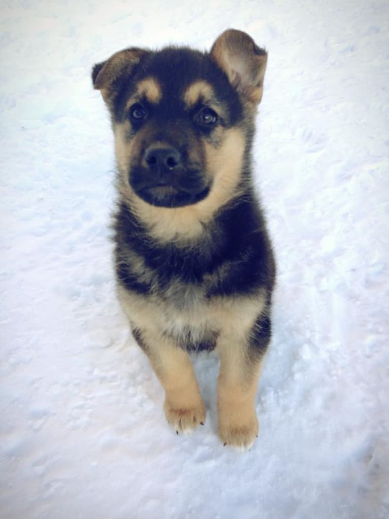 Grizzly, a German Shepherd Dog and Rottweiler mix tested with EmbarkVet.com