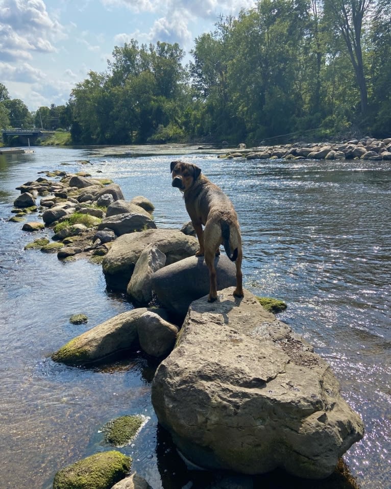 Lenny, a Rottweiler and American Pit Bull Terrier mix tested with EmbarkVet.com