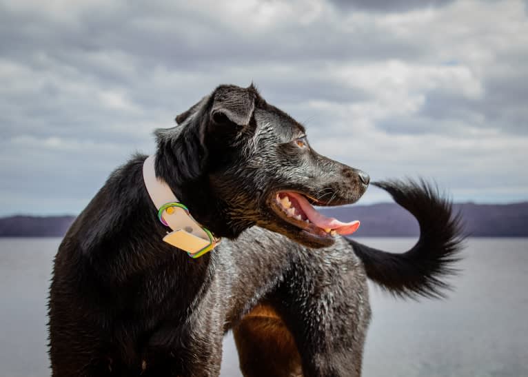 Cinder, a Newfoundland and Labrador Retriever mix tested with EmbarkVet.com