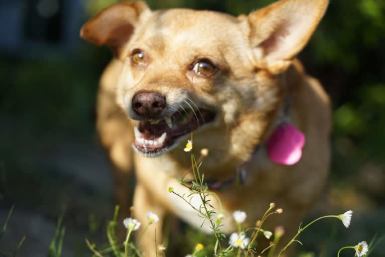 Ferdie, a Chihuahua and Pomeranian mix tested with EmbarkVet.com
