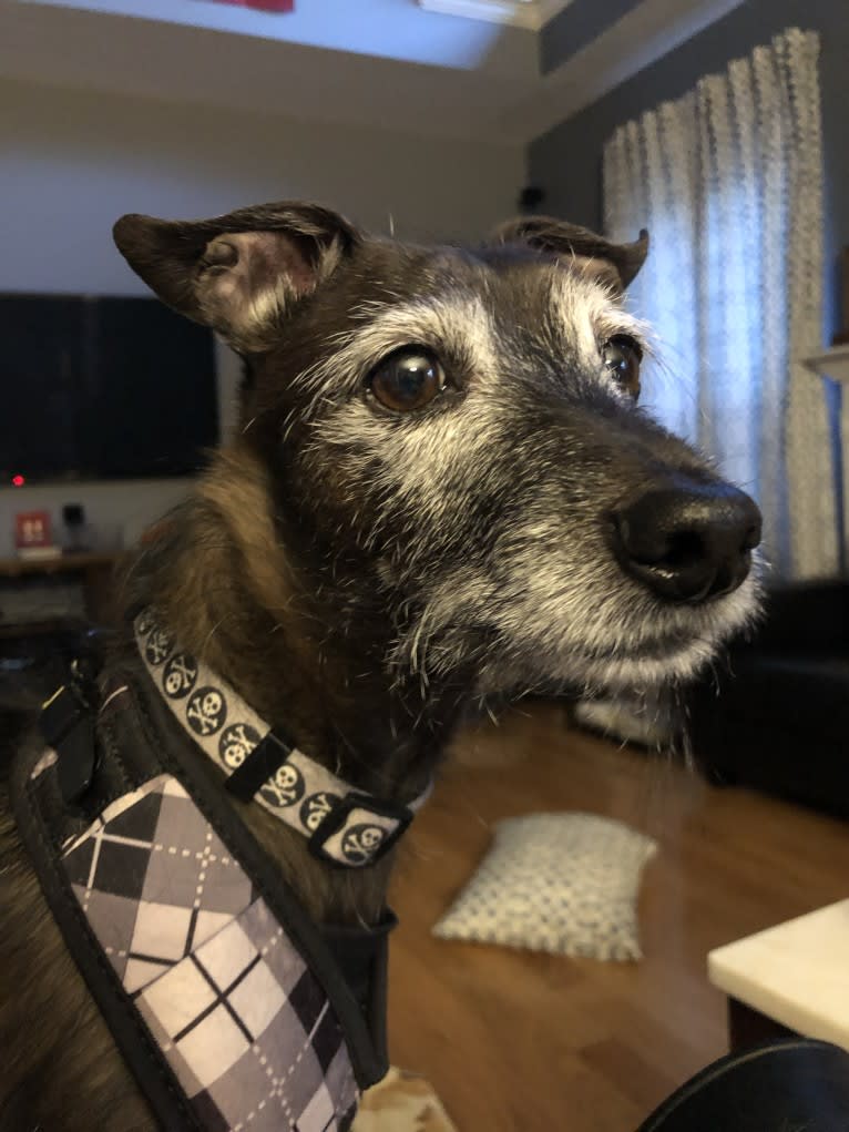 Luigi, an Italian Greyhound and Yorkshire Terrier mix tested with EmbarkVet.com