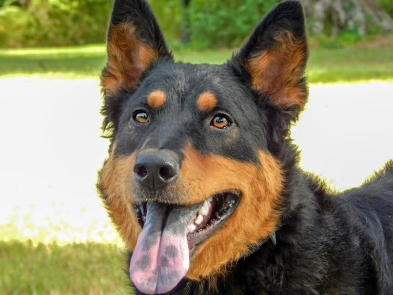 Astharoshe, an Australian Cattle Dog and Chow Chow mix tested with EmbarkVet.com