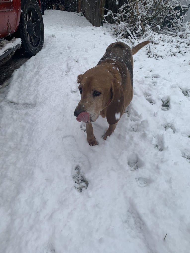 Old Boi, a Treeing Walker Coonhound tested with EmbarkVet.com