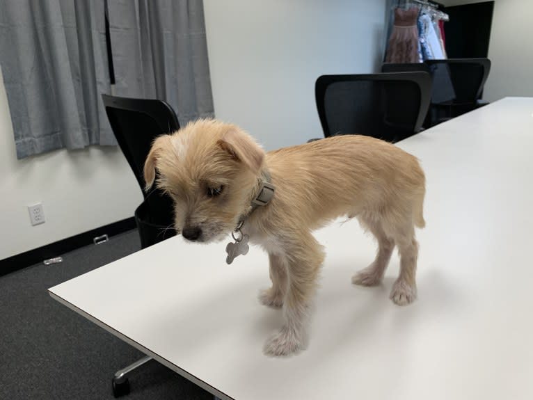 Latte, a Poodle (Small) and Shih Tzu mix tested with EmbarkVet.com