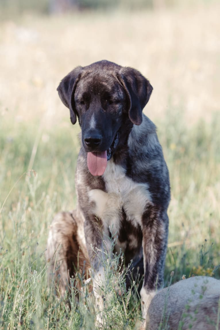 Sauron, an Anatolian Shepherd Dog tested with EmbarkVet.com