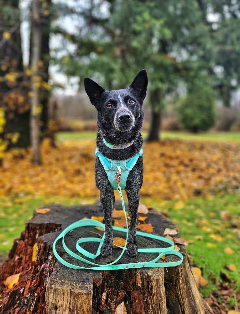 Juniper, an Australian Cattle Dog tested with EmbarkVet.com