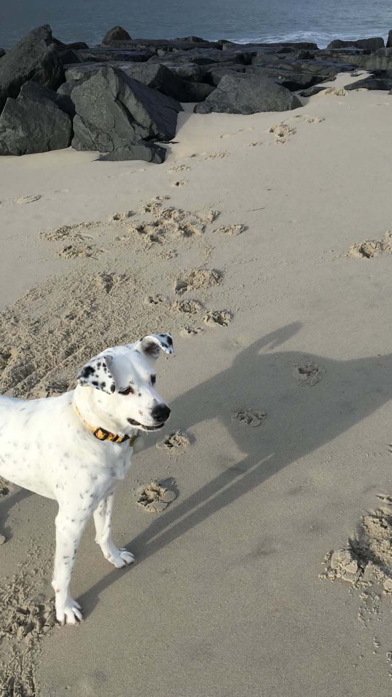 Louis, an American Pit Bull Terrier and Cocker Spaniel mix tested with EmbarkVet.com