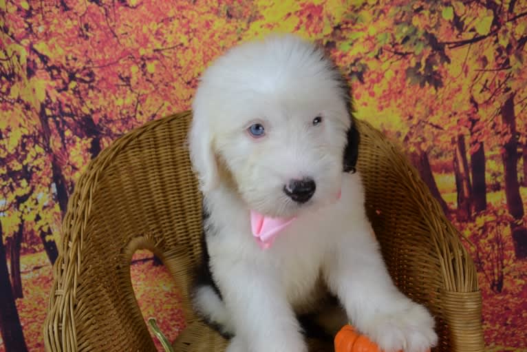 Dottie, an Old English Sheepdog tested with EmbarkVet.com