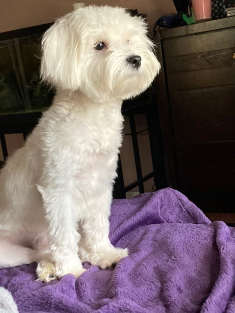 Luca, a Maltese tested with EmbarkVet.com