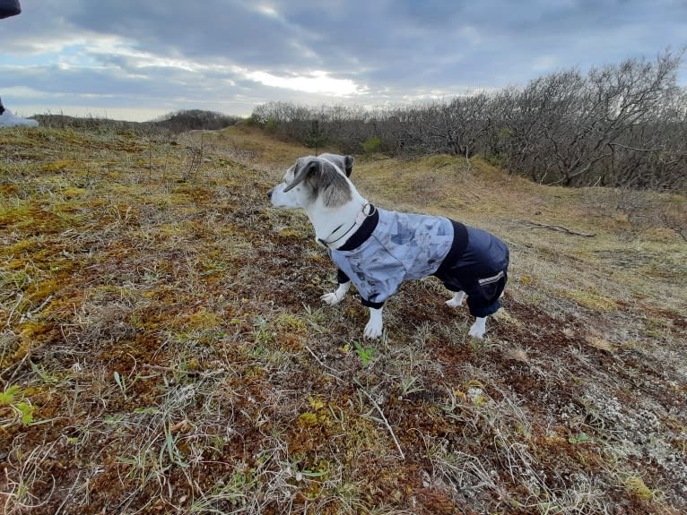 Patti, an Eastern European Village Dog tested with EmbarkVet.com