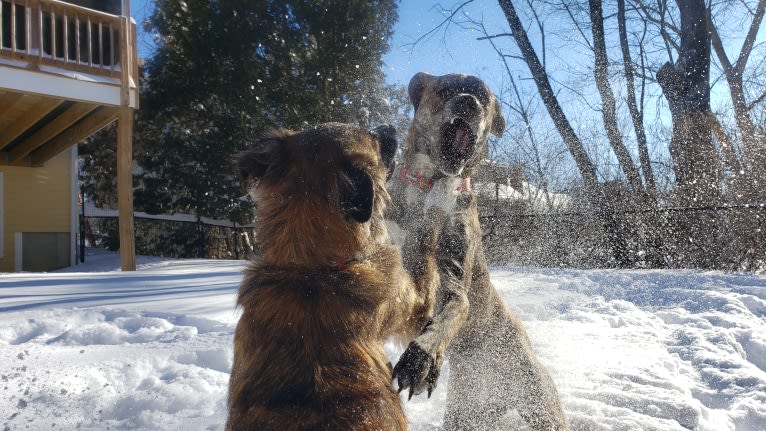 Brindley, a Great Pyrenees and Catahoula Leopard Dog mix tested with EmbarkVet.com
