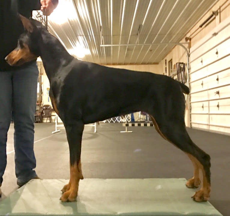 Ryka, a Doberman Pinscher tested with EmbarkVet.com