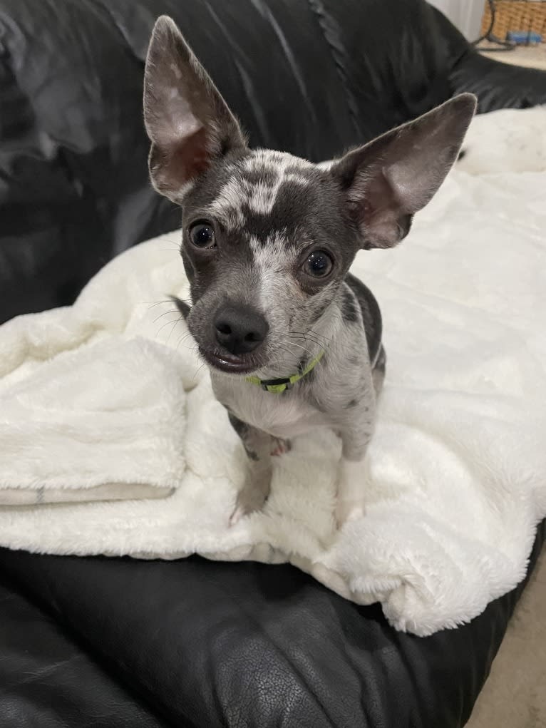 Jasper, a Chihuahua tested with EmbarkVet.com